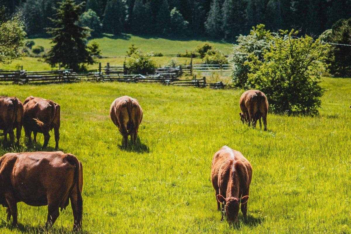 Cattle on open grass